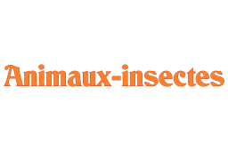 animaux - insectes